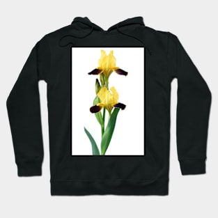 Bearded iris Hoodie